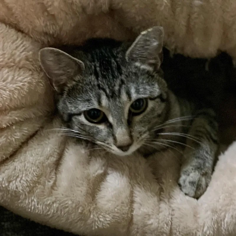 An adult medium-sized female Black Domestic Short Hair cat named Miranda for adoption in Martinsville, IN