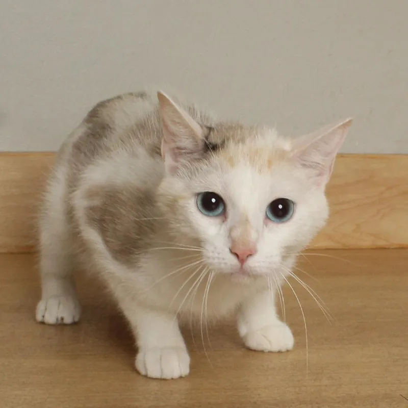 A young medium-sized female White Domestic Short Hair cat named Trex C for adoption in Minnetonka, MN