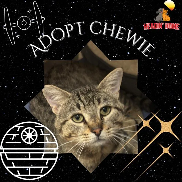A young medium-sized male Domestic Short Hair cat named Chewie for adoption in Holland, MI