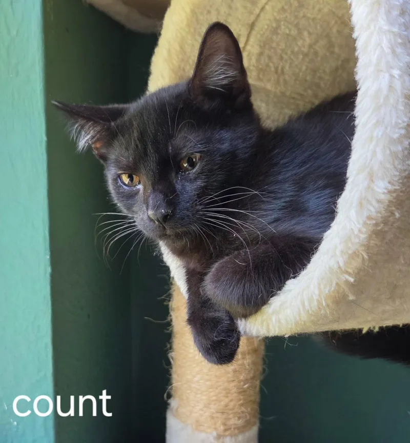 A baby medium-sized male Black Domestic Short Hair cat named Count for adoption in Oviedo, FL