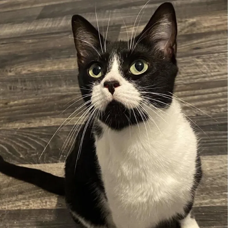 An adult medium-sized female Black Domestic Short Hair cat named Chicka Pop for adoption in Huntsville, AL