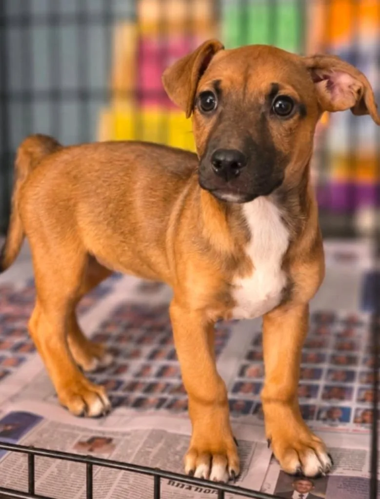A baby medium-sized female Hound dog named Lula Belle Netherland for adoption in El Dorado, AR
