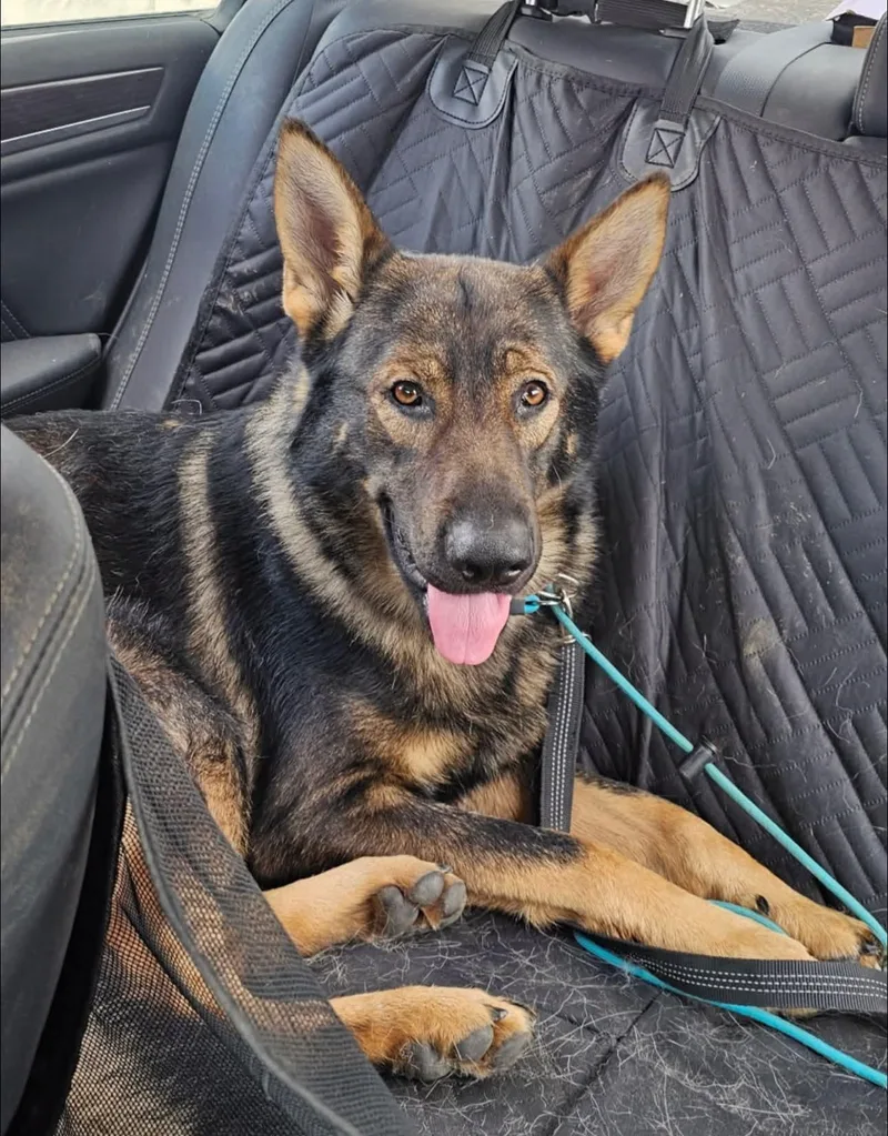 A young large-sized male Bicolor German Shepherd Dog dog named Hunter for adoption in Warren, OH
