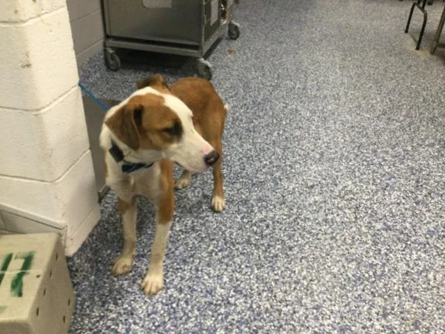 A young medium-sized male Bull Terrier dog named Jimbo James for adoption in Thousand Palms, CA