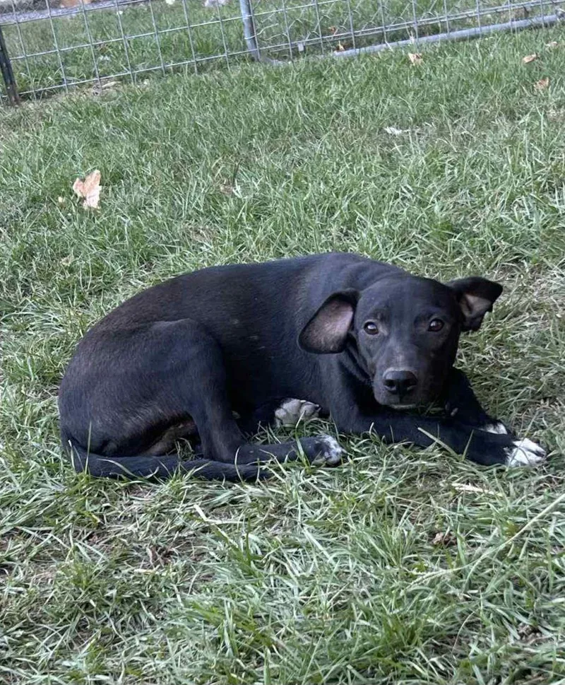 Ozzy Ashcraft thumbnail 2