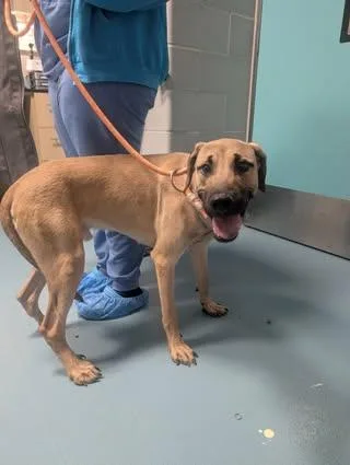 A young medium-sized male Apricot / Beige Black Mouth Cur dog named Darwin for adoption in New York, NY