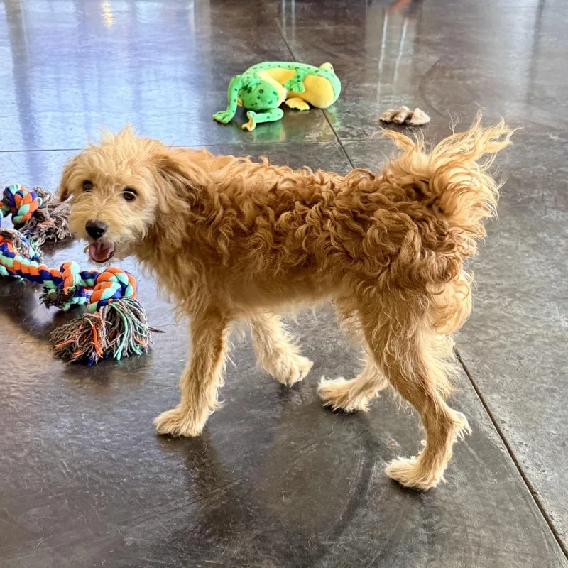 A young small-sized male White / Cream Maltese dog named Spice for adoption in Rifle, CO