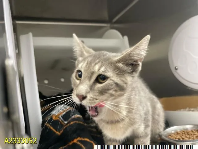 A baby small-sized female Domestic Short Hair cat named Slinky for adoption in West Palm Beach, FL