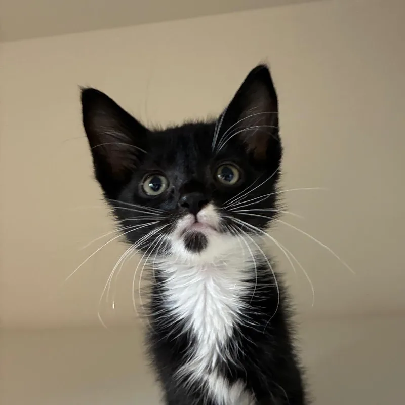 A baby small-sized male Black Domestic Short Hair cat named Chris for adoption in Uniontown, PA