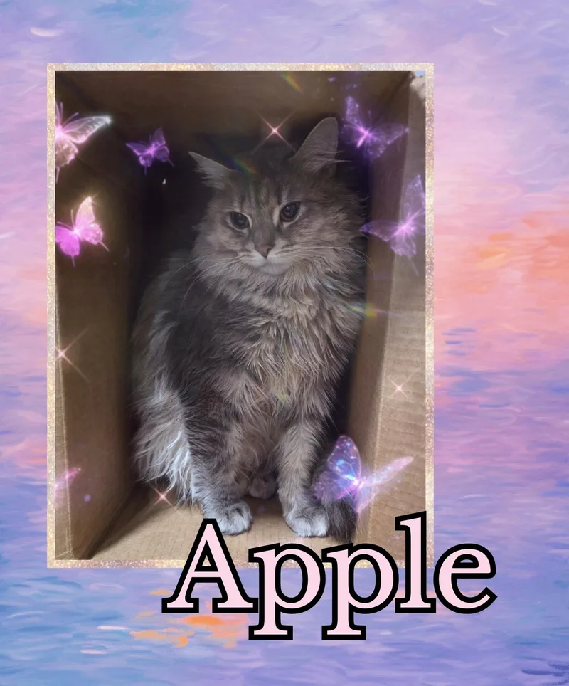 An adult medium-sized female Dilute Calico Domestic Long Hair cat named Apple for adoption in Bendersville, PA
