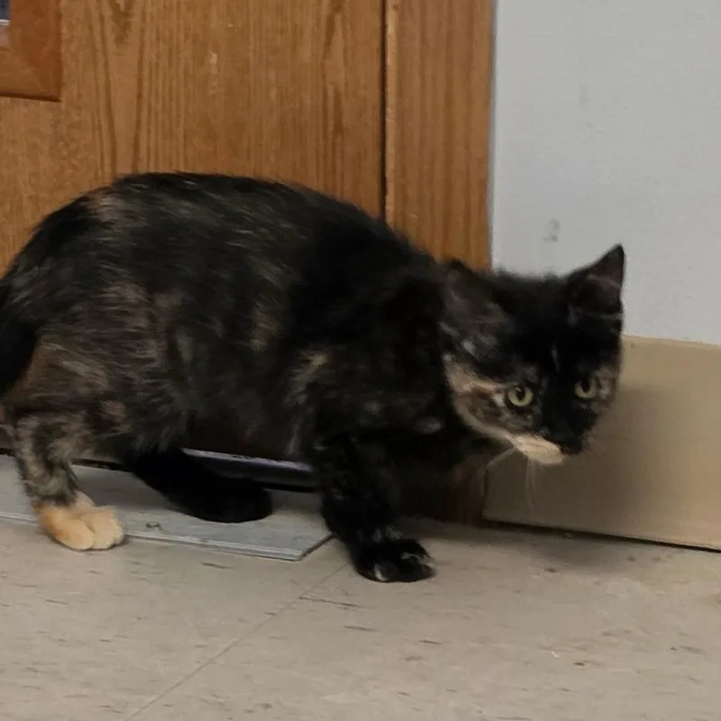 A baby small-sized female Domestic Short Hair cat named Lucy for adoption in Muncie, IN
