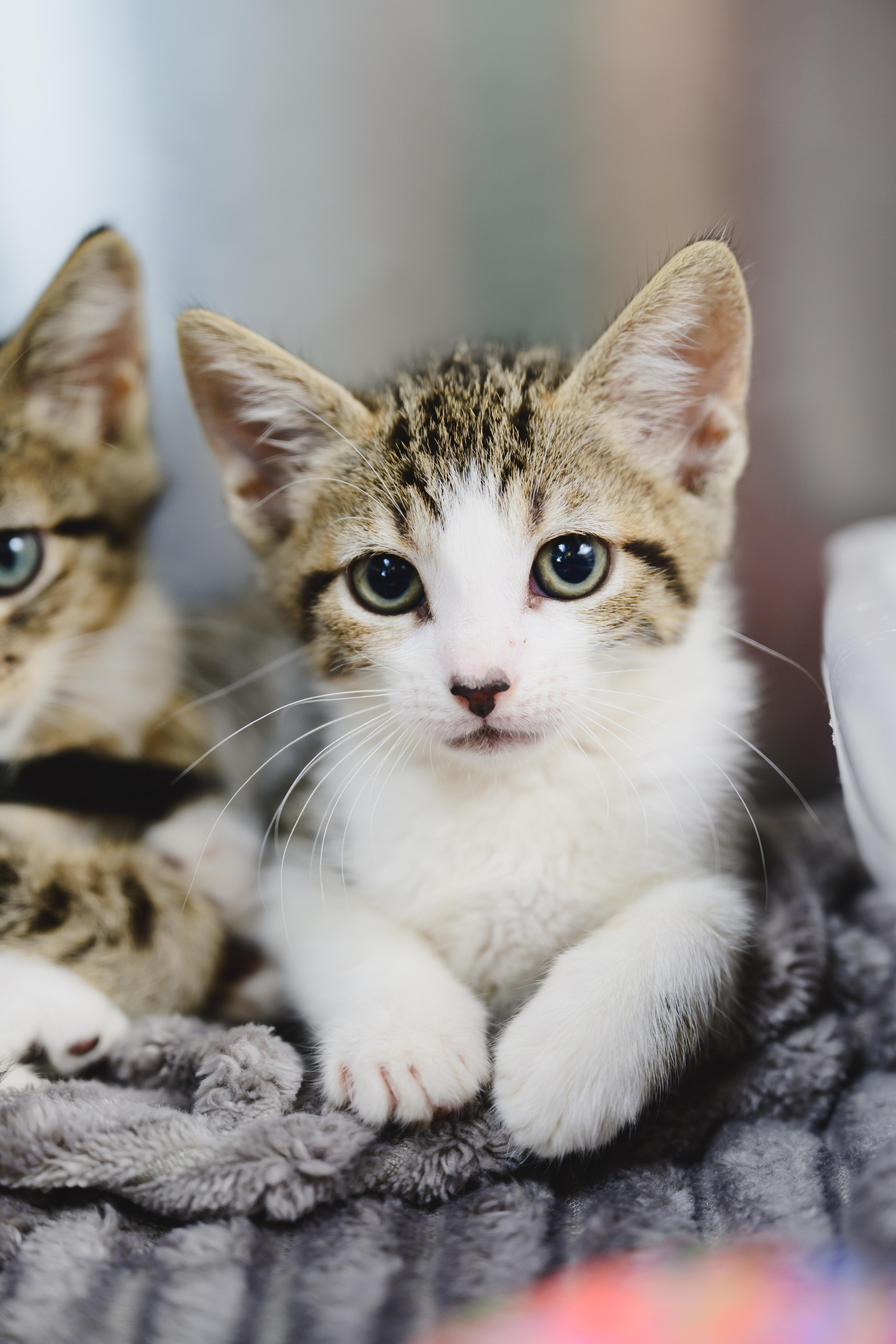A baby small-sized female Domestic Short Hair cat named Helena for adoption in Honolulu, HI