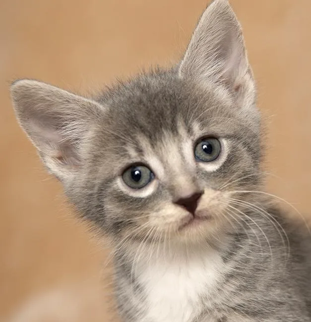 A baby medium-sized male Gray / Blue / Silver Tabby cat named Sincere for adoption in Chicago, IL