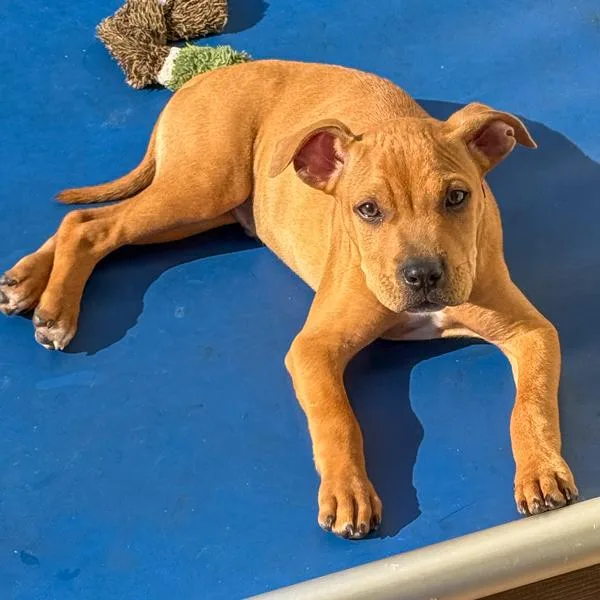 A baby small-sized female Boxer dog named Squints for adoption in Des Moines, IA