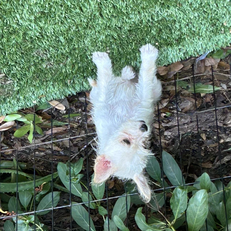 A baby small-sized female Yellow / Tan / Blond / Fawn Cairn Terrier dog named Louise for adoption in Sarasota, FL