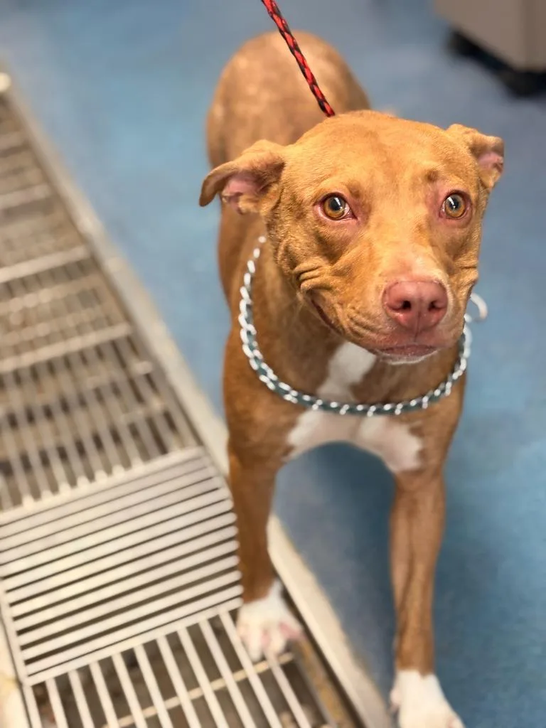 A young medium-sized female Pit Bull Terrier dog named Penellope Reed for adoption in Effingham, SC