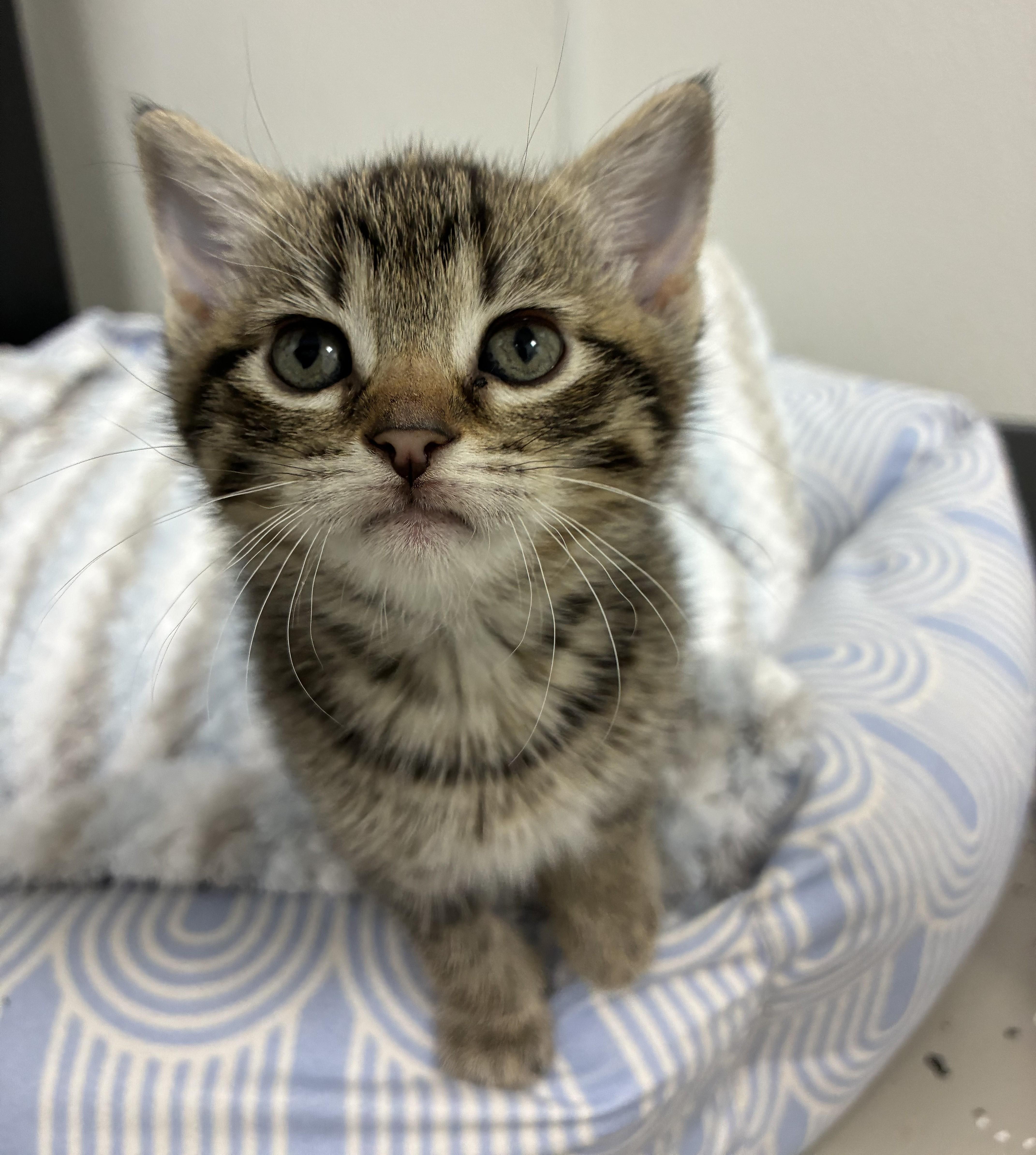 A baby medium-sized female Domestic Short Hair cat named Gaia for adoption in Hornell, NY