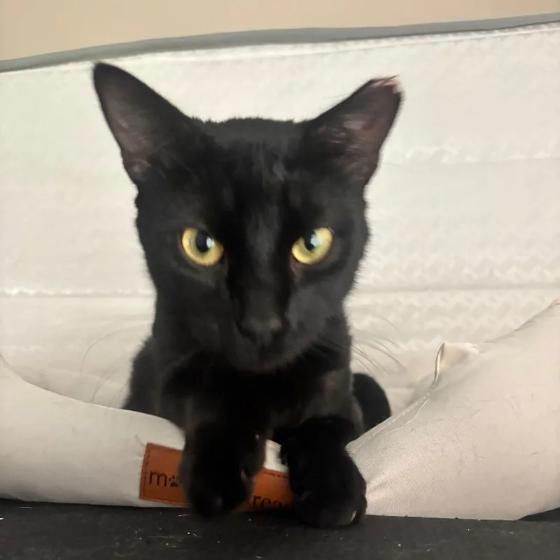 A young medium-sized male Black Domestic Short Hair cat named Bender for adoption in Folsom, LA