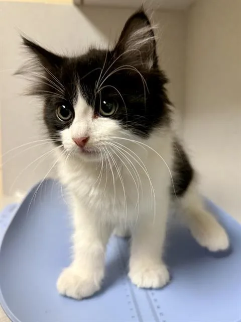 A baby small-sized female Domestic Medium Hair cat named Roadrunner for adoption in San Antonio, TX