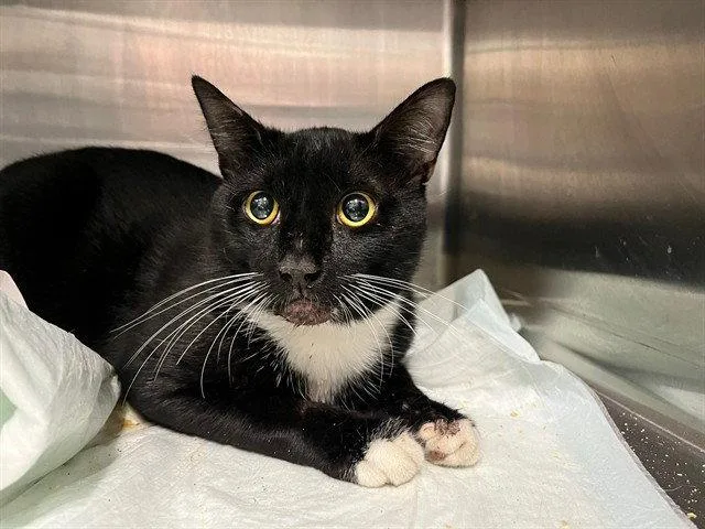 An adult large-sized male Black & White / Tuxedo Domestic Short Hair cat named Oswald for adoption in Tavares, FL