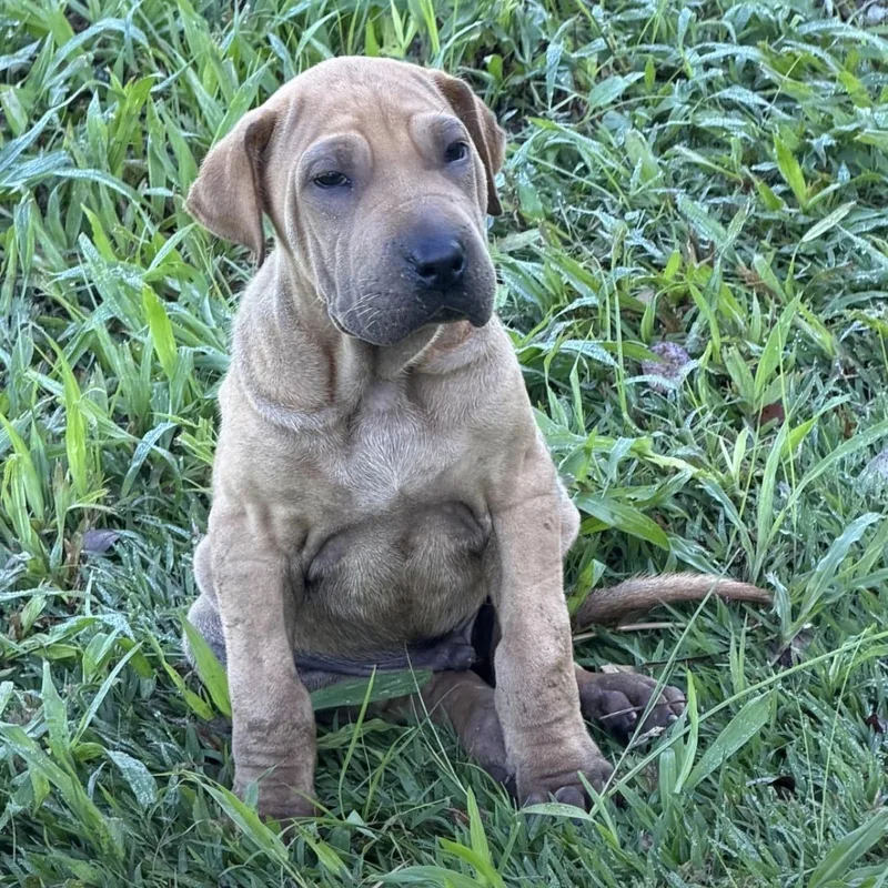 A baby medium-sized male Yellow / Tan / Blond / Fawn Shar-Pei dog named Zepo for adoption in New York, NY