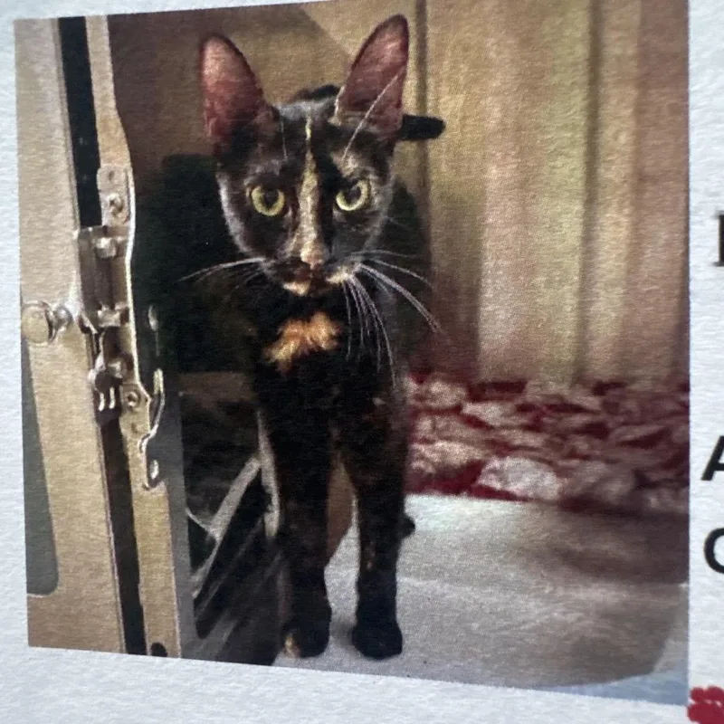A young medium-sized female Black Domestic Short Hair cat named Zenith for adoption in Lake Jackson, TX