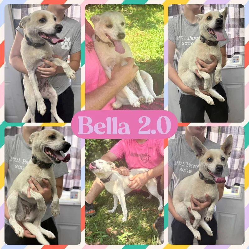 An adult small-sized female White / Cream Jack Russell Terrier dog named Baby Bella for adoption in Huntington, WV