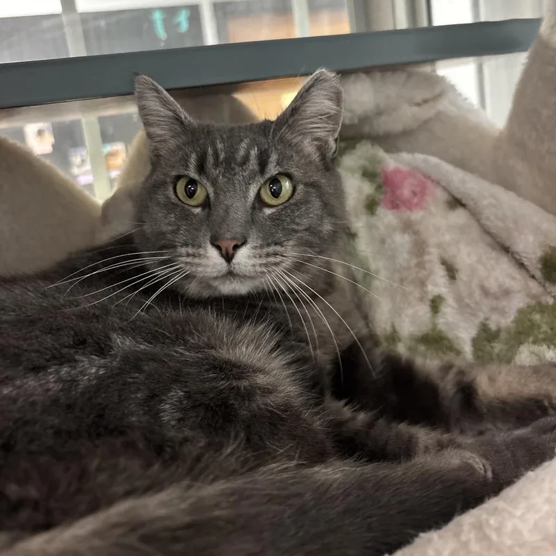 An adult medium-sized female Gray / Blue / Silver Domestic Short Hair cat named Misty for adoption in Walden, NY