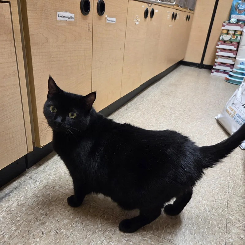 An adult medium-sized male Black Domestic Short Hair cat named Harley & Gyspy for adoption in Worcester, MA