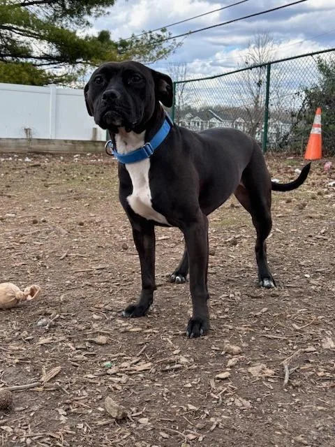 An adult medium-sized female Pit Bull Terrier dog named Mocha for adoption in Bloomington, IN