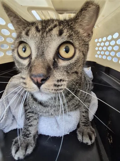 A young medium-sized male Domestic Short Hair cat named George for adoption in San Antonio, TX