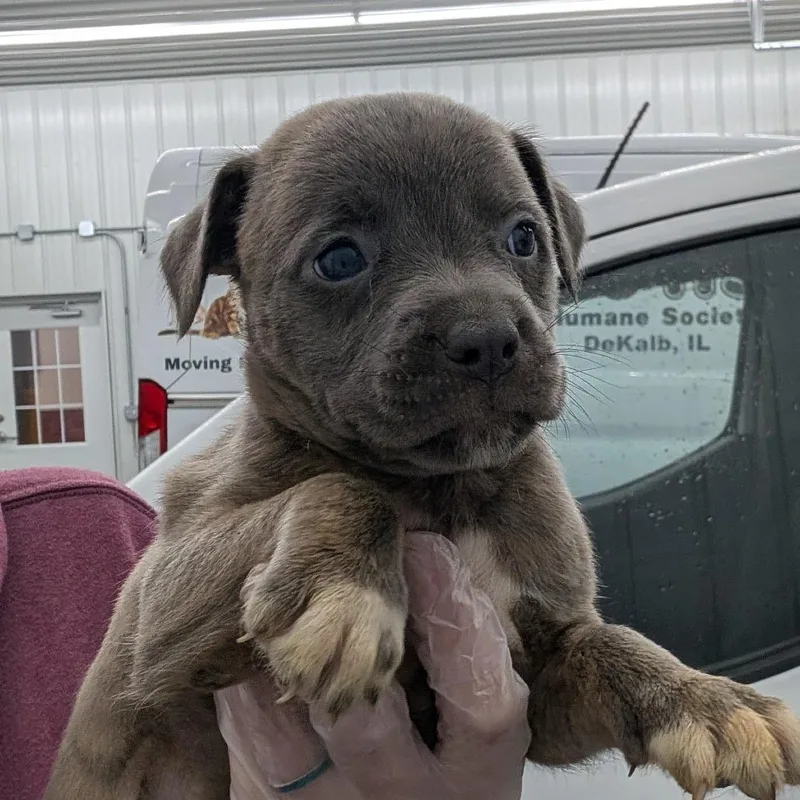 A baby medium-sized female Gray / Blue / Silver Mixed Breed dog named Tru for adoption in DeKalb, IL