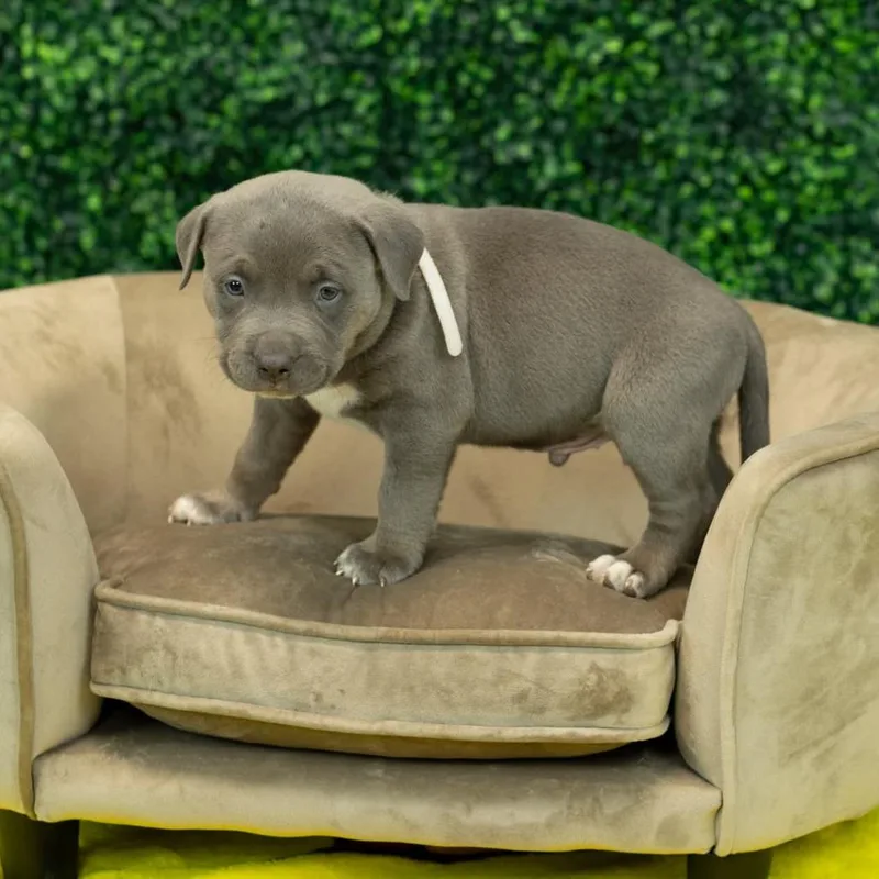 A baby small-sized male Gray / Blue / Silver Pit Bull Terrier dog named Harris for adoption in East Saint Louis, IL