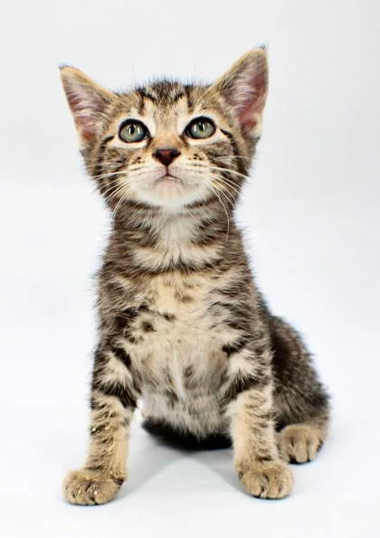 A baby small-sized male Domestic Short Hair cat named Bobby for adoption in Morton Grove, IL