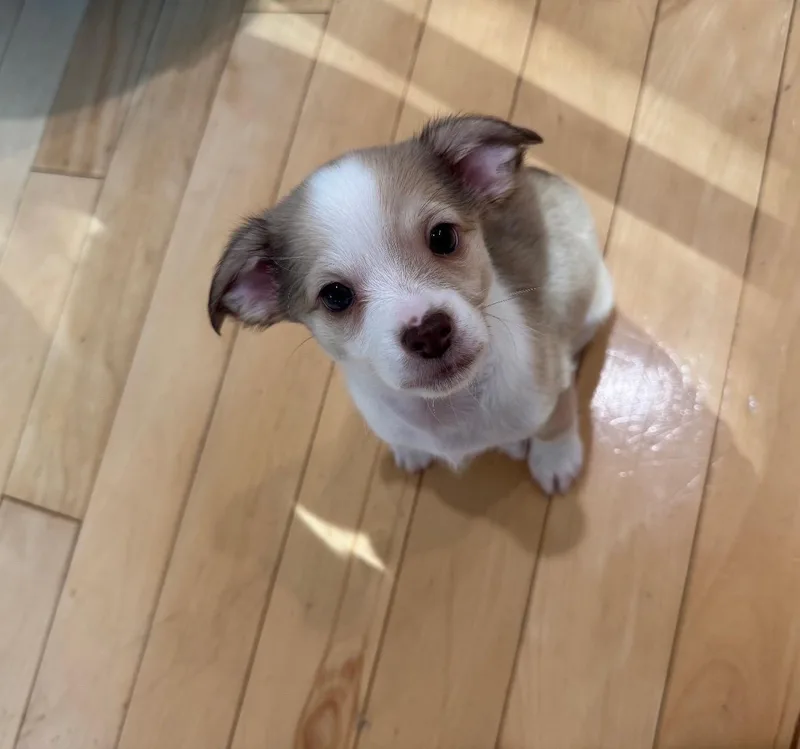 A baby small-sized male Yellow / Tan / Blond / Fawn Chihuahua dog named Petey for adoption in Shingle Springs, CA