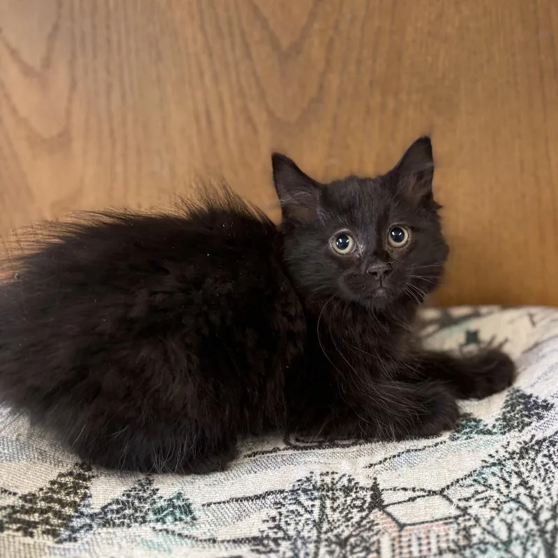 A baby small-sized female Black Domestic Long Hair cat named Moderato for adoption in Fargo, ND