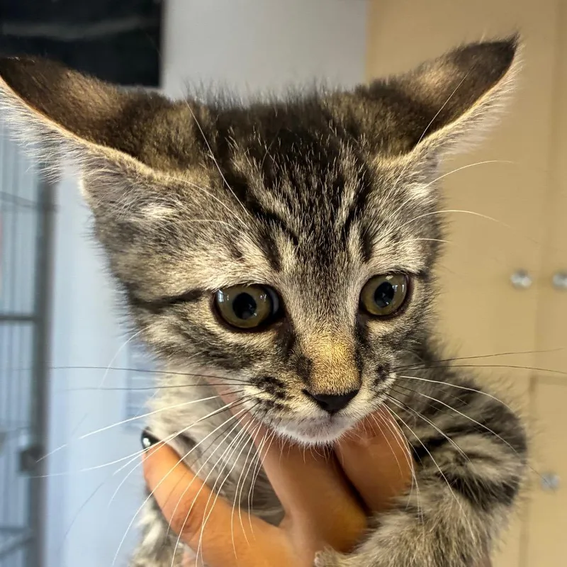 A baby small-sized male Brown / Chocolate Domestic Short Hair cat named Sam for adoption in Santa Barbara, CA