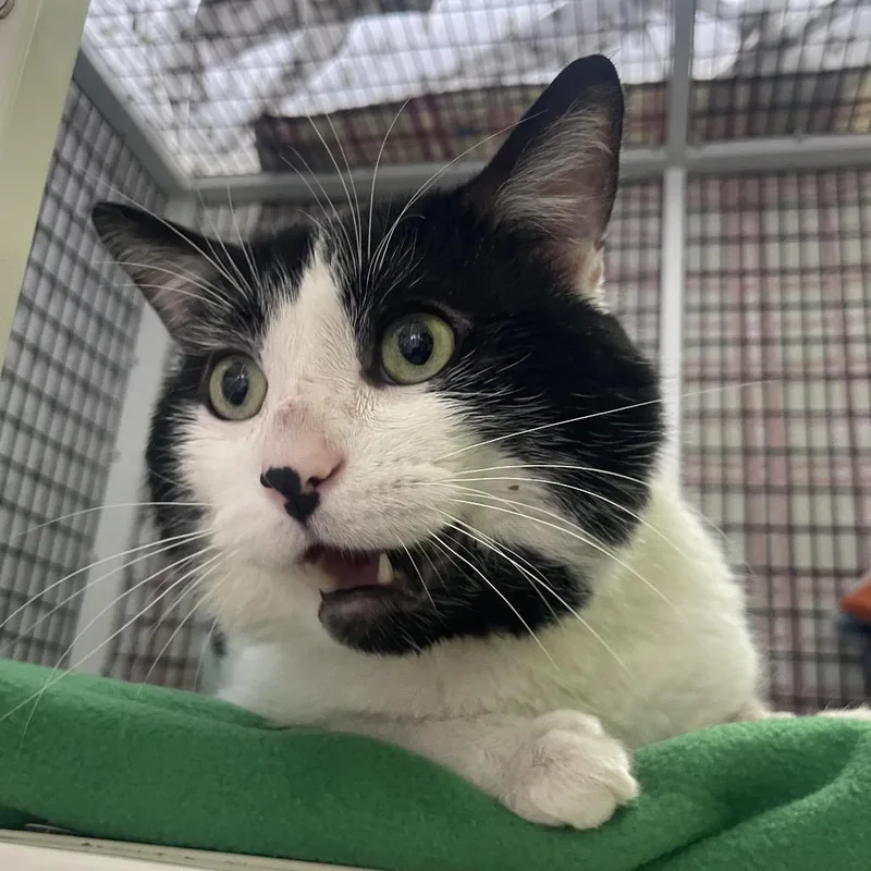 An adult large-sized male Black Domestic Short Hair cat named Krispy Kreme for adoption in Chicago, IL