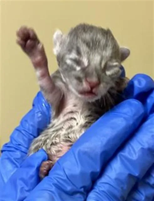 A baby small-sized male Domestic Short Hair cat named Tot for adoption in Sacramento, CA