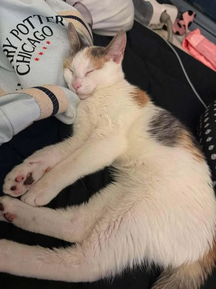 A baby small-sized female Domestic Short Hair cat named Rhaenyra for adoption in Chicago, IL