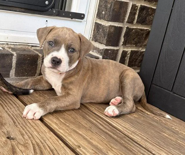 A baby medium-sized male Pit Bull Terrier dog named Mathematical for adoption in Newport, KY