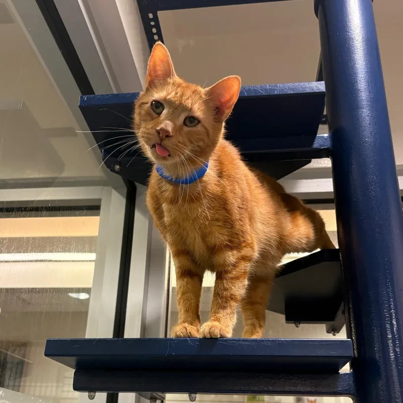 A senior medium-sized male Orange / Red Domestic Short Hair cat named Mimosa for adoption in Fairport, NY