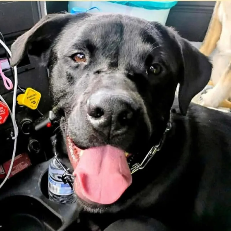 A young large-sized male Black Labrador Retriever dog named Charlie for adoption in Alexandria, VA