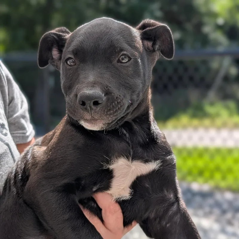 A young large-sized male Black Labrador Retriever dog named Ink for adoption in Fenton, MI