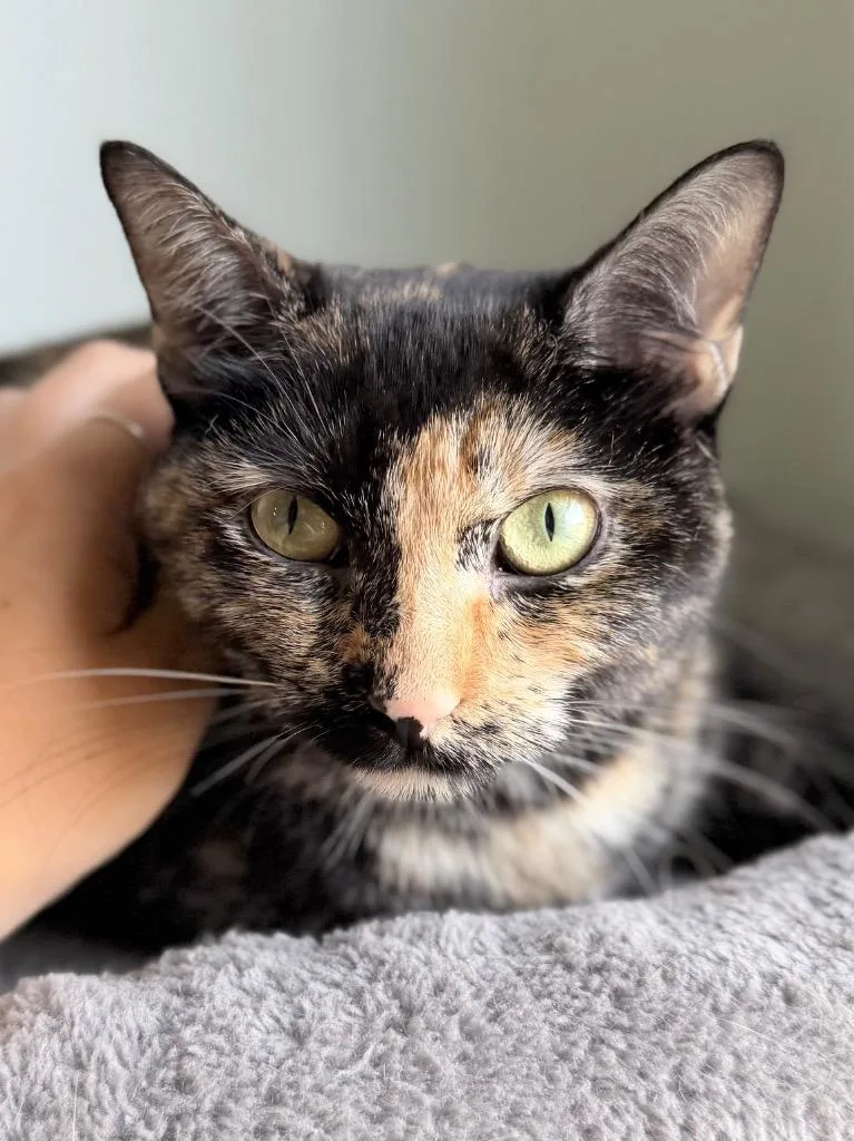 A young medium-sized female Domestic Short Hair cat named Cameron for adoption in Menomonie, WI