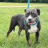 An adult medium-sized female Black Pit Bull Terrier dog named Princess Vanellope Von Schweetz for adoption in Hilliard, OH