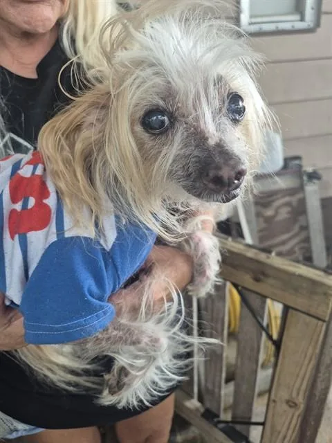 A senior small-sized male Chinese Crested Dog dog named Cricket for adoption in Fort Lauderdale, FL