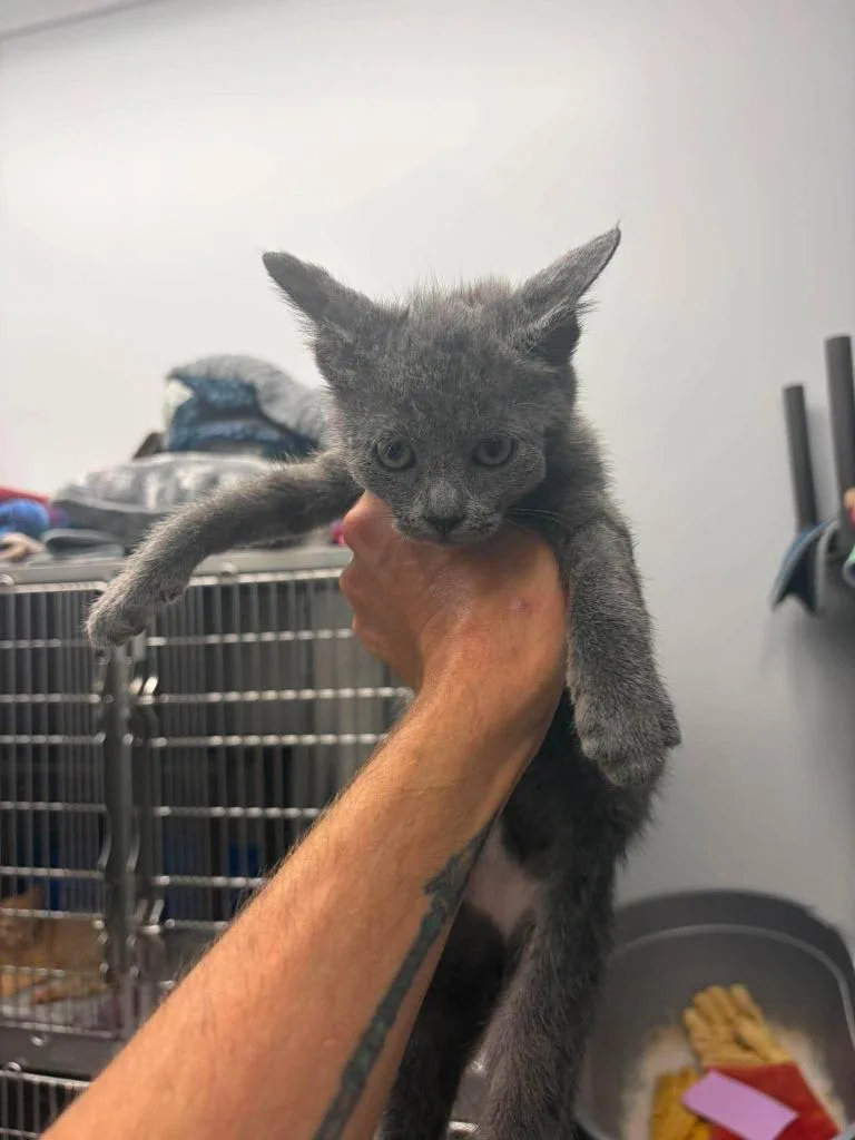 A baby medium-sized female Domestic Short Hair cat named Frida for adoption in Republic, MO