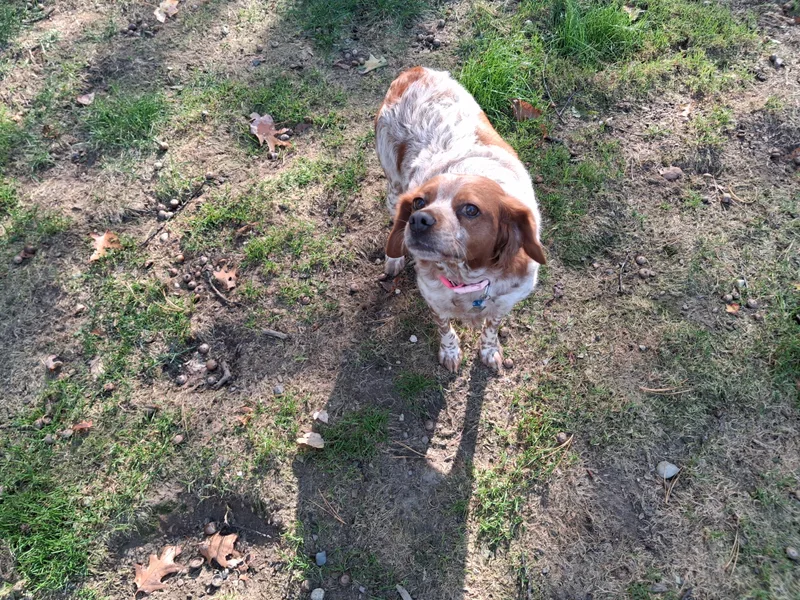 A young medium-sized female Red / Chestnut / Orange Brittany Spaniel dog named Fabulous Fern for adoption in Marion, MA