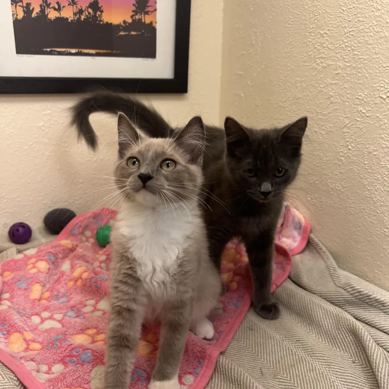 A baby small-sized female Norwegian Forest Cat cat named Ms. Sophia your for adoption in The Dalles, OR